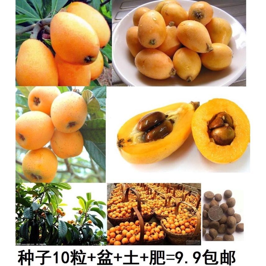 [Shop_huan_hoa_hong]CÂY GIỐNG QUẢ TỲ BÀ ( cây BIWA) nhật - cây giống nhập khẩu