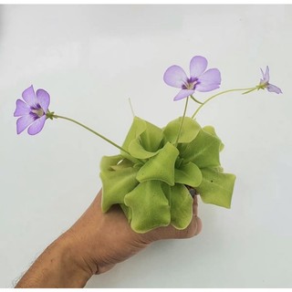 Cỏ bơ ‘tina’ ,pinguicula ‘tina,