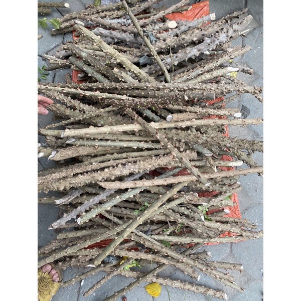 Cầu gạo cho chim chào mào Đậu Shop Cầu cho chim bằng cây gạo tư nhiên