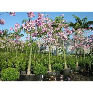 [Shop_huan_hoa_hong]cây giống hoa MỸ NHÂN (hoa gạo hồng)