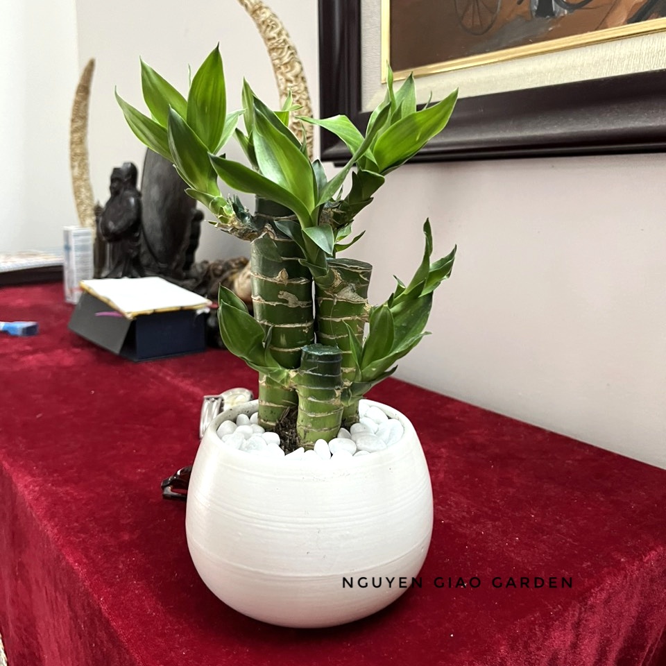 Cây phát tài, phát lộc chậu sứ tròn để bàn