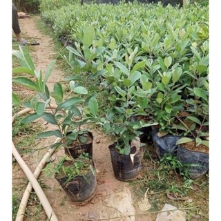 Giống cây sim tím rừng