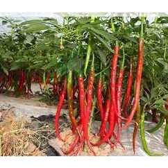 30 hạt giống ớt dài Hàn Quốc