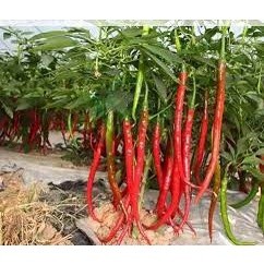 30 hạt giống ớt dài Hàn Quốc