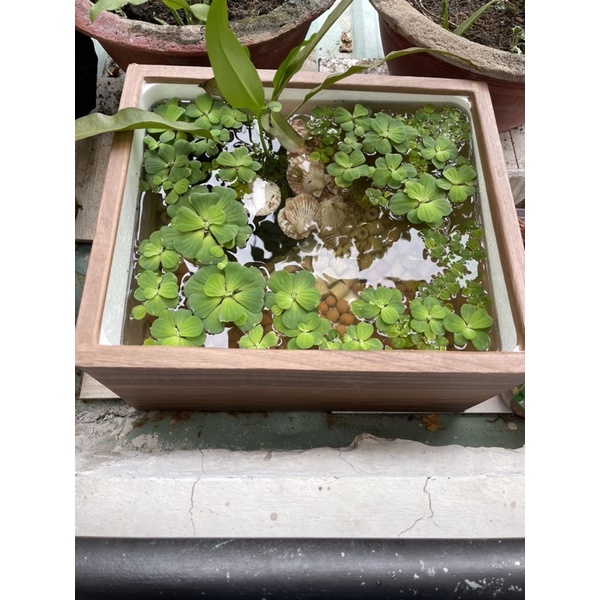 Thùng xốp nuôi cá trồng cây