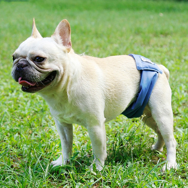 HamshMoc Tã Quần Thoáng Khí Thấm Hút Tốt Chống Rò Rỉ Có Thể Điều Chỉnh Và Tái Sử Dụng Cho Cún Cưng