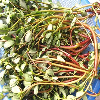 Rau Sam tươi 1kg