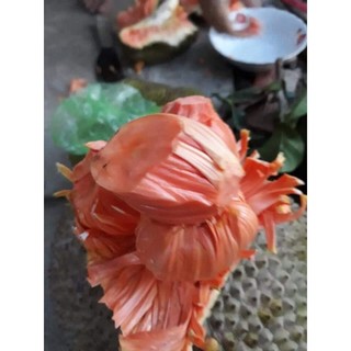 Cây giống mít ruột đỏ sơ đỏ gdfg