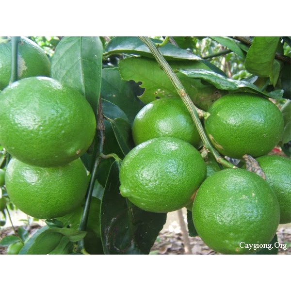 Cây giống Chanh Giấy Limca (chuẩn giống - siêu sớm trái) ( giao nhanh có bảo hành )