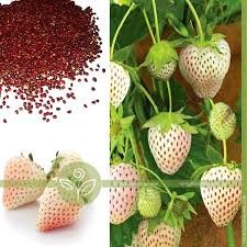100 HẠT GIỐNG DÂU TÂY TRẮNG CHỊU NHIỆT ( DÂU TÂY BẠCH TUYẾT)