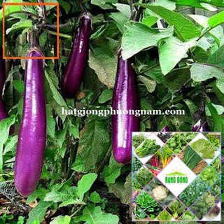 1GR - HẠT GIỐNG CÀ TÍM DÀI Hạt Giống Nông Trại Xanh THE GARDEN