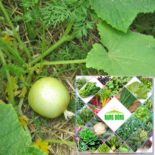 Hạt giống dưa chuột chanh Lemon - (10 hạt)