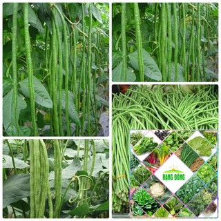 Gói 10 gr hạt giống đậu đũa
