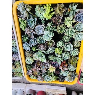Sen đá size nhỏ 6cm 30 cây khác loại