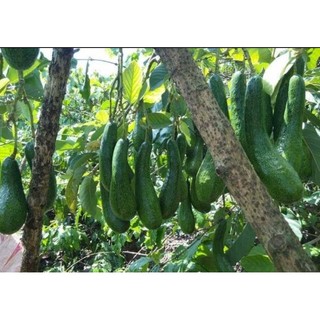 CÂY BƠ 34 GIỐNG