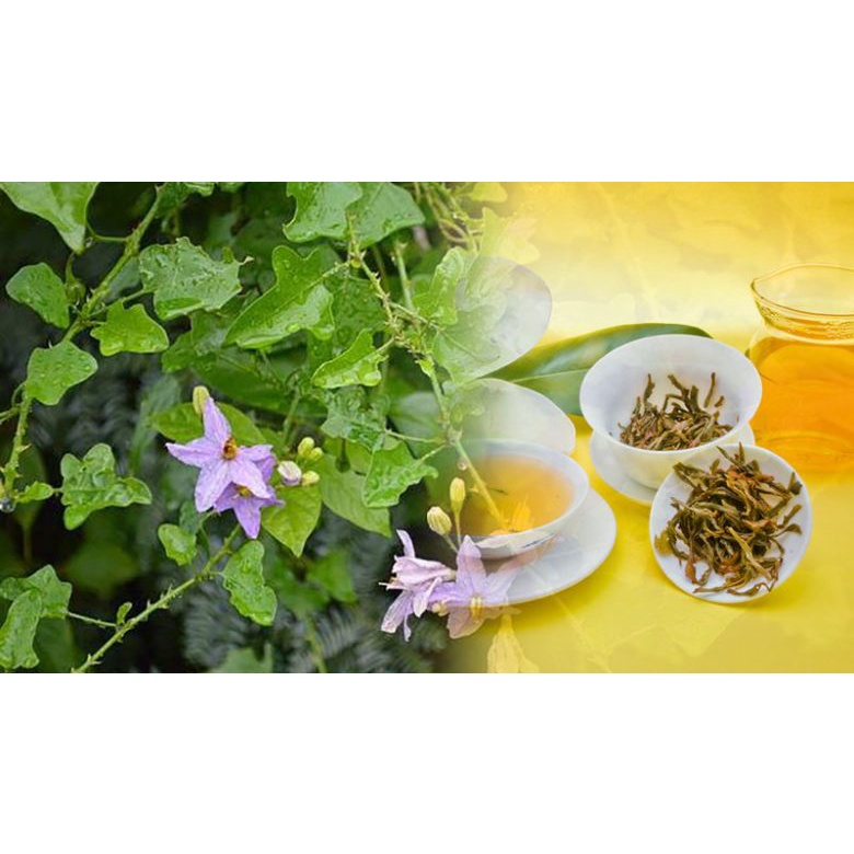 [Shop_huan_hoa_hong]CÀ GAI LEO - CÂY GIỐNG