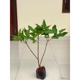 Cây Roi giống Thái Lan màu đỏ mận chiều cao cây 1m như ảnh