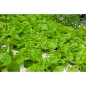 Gói 5 grgiống rau xà lách chịu nhiệt PHÚ ĐIỀN