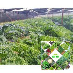 150 hạt giống cải xanh xoăn kale