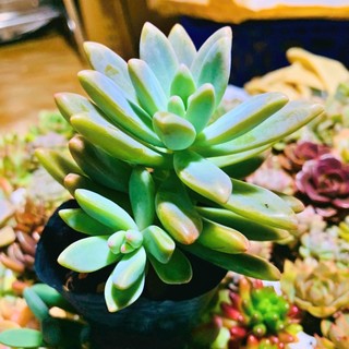 SEN ĐÁ PHA LÊ TÍM| SIZE BẦU| LỖI 1 ĐỔI 1