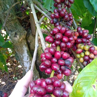 [gu mạnh] CÀ PHÊ ĐÁ mã số 33