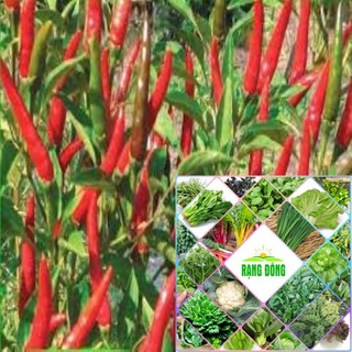 30 hạt giống ớt chỉ thiên HAT F1