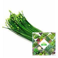 5 GRAM HẠT GIỐNG RAU HẸ BÔNG