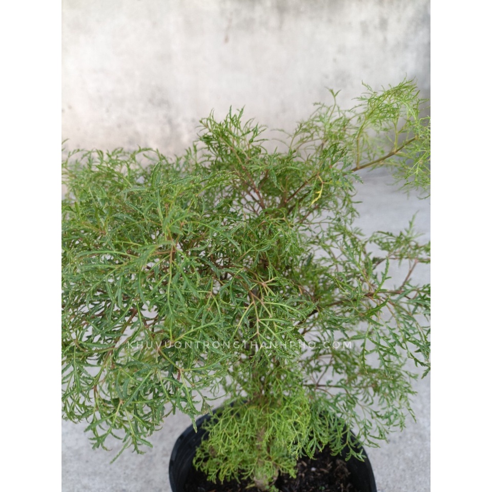 Cây đinh lăng 40-50cm