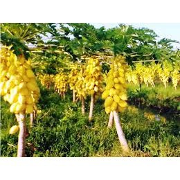 HẠT GIỐNG ĐU ĐỦ DA VÀNG 5 HẠT