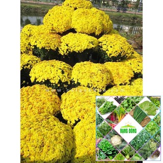 200 hạt giống cúc mâm xôi