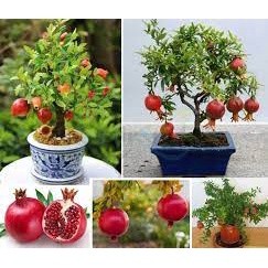 20 hạt giống lựu lùn
