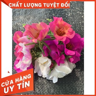 Hoa 10h mỹ đơn giá bán 5000/ 10 cành to nhiều nhánh.