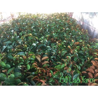 Cây Vú Sữa Tím Mica cây cao từ 50cm