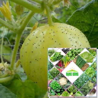 Hạt giống dưa chuột chanh Lemon - (10 hạt)