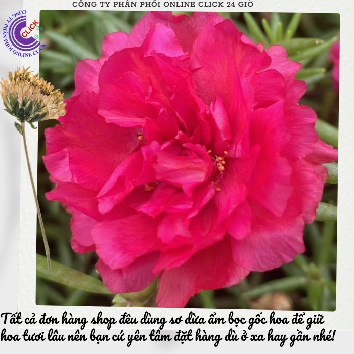 Cành Giống Hoa Mười Giờ Thái Kép Màu Đỏ Yên Chi Siêu Đẹp Lạ 0867777377