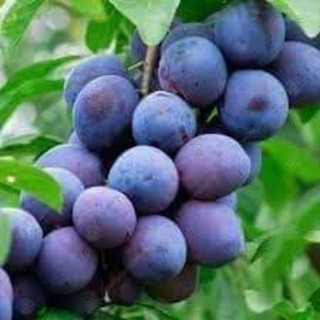 Cây giống MẬN đen - cây giống nhập khẩu