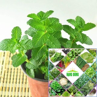 Hạt giống bạc hà 100 hạt HAT F1