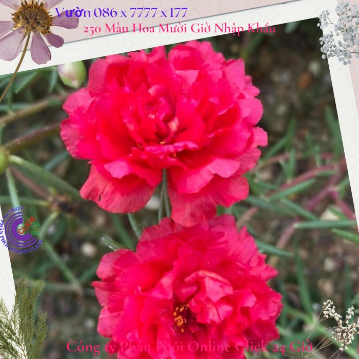Cành Giống Hoa Mười Giờ Thái Kép Màu Đỏ Yên Chi Siêu Đẹp Lạ 0867777377