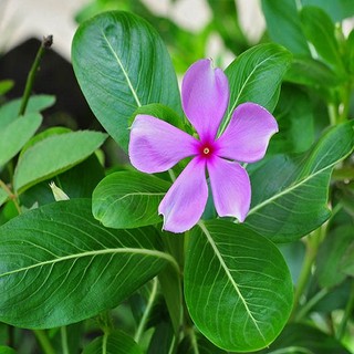 Cây Dừa Cạn tươi 1kg