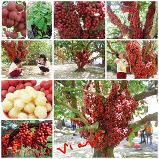 CÂY GIỐNG bòn bon ( cây giống siêu sớm có bảo hành)