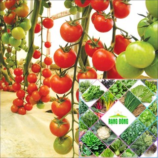 Gói 30 hạt giống cà chua cherry chuỗi ngọc siêu ngọt HAT F1