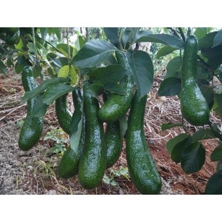 CÂY BƠ 34 GIỐNG
