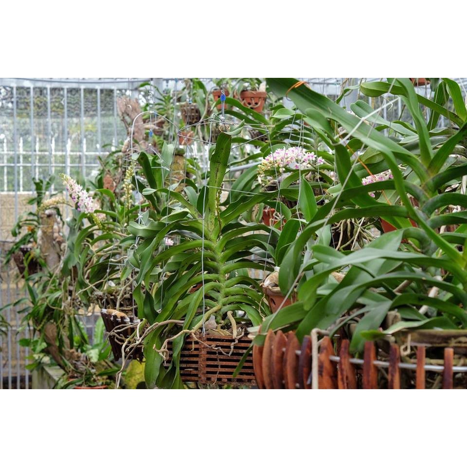 Hoa Phong Lan Đai Châu Ngọc Điểm Thái Lá Mít Cây Giống