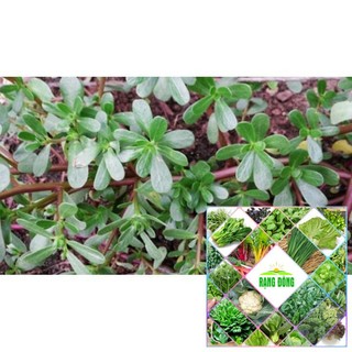 5gr hạt giống rau sam