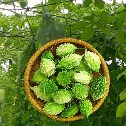 Trái Khổ Qua Rừng  Tươi Ogranic 1kg