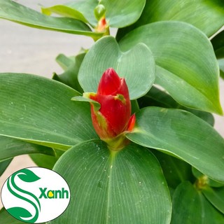 [Huanmaigarden]Cây Hoa Phúc Lộc Thọ