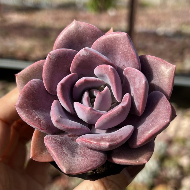 Sen đá Hồng Hoa size nhỏ 4-4,5cm THUANPHAT GARDEN, siêu đẹp luôn í, hư 1 đổi 1