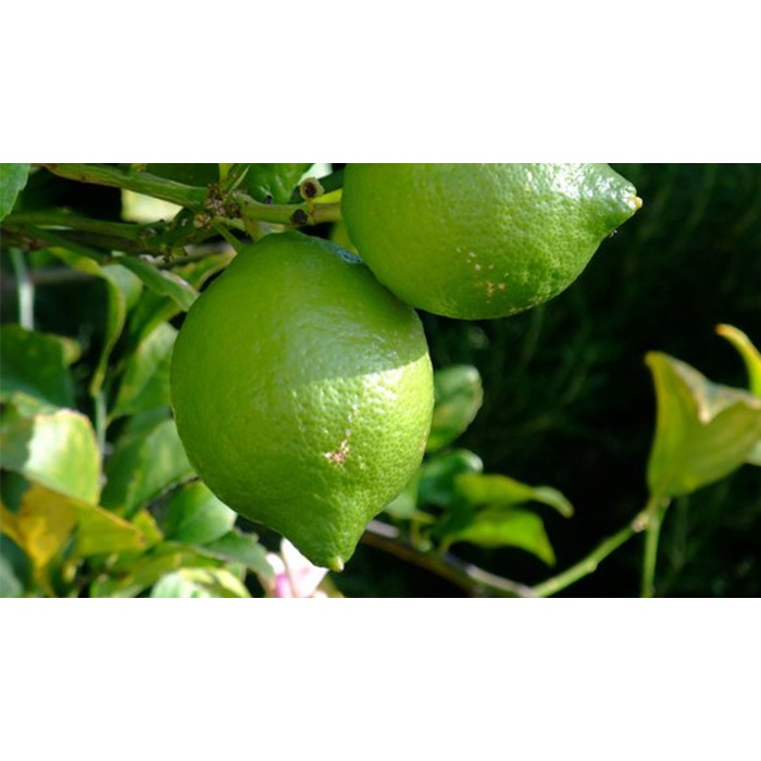 CÂY GIỐNG CHANH NÚM SIÊU QUẢ, SIÊU SỚM. [GHN Express]