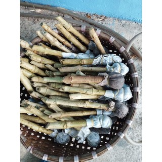 Cây chè khổng lồ chăn nuôi