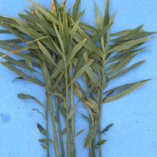 Lá Gừng Tươi 100gr (Hàng luôn có sẵn)